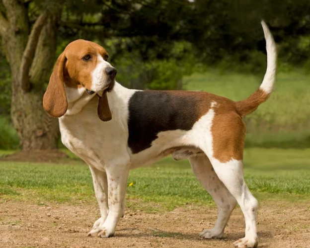 Artois Hound